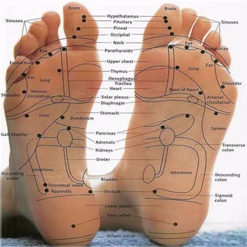 31 Printable Foot Reflexology Charts Maps Template Lab