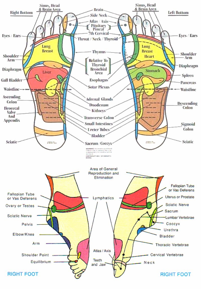 31 Printable Foot Reflexology Charts Maps TemplateLab