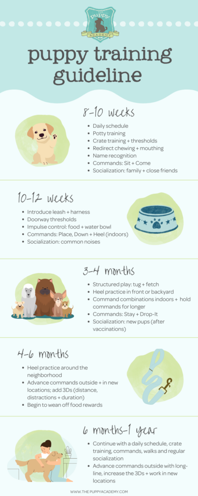 Complete Puppy Training Schedule By Age The Puppy Academy