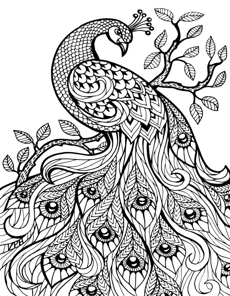 Free Printable Peacock Coloring Pages For Kids