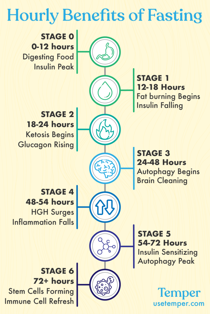 Metabolic Step By Step Stages Of Fasting In The First 72hrs Temper 