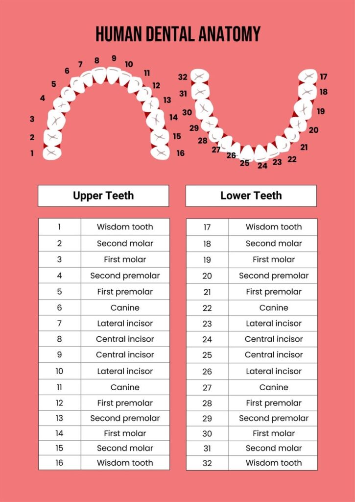 Printable Canine Dental Chart Web A Dental Chart Is To Include A Place 