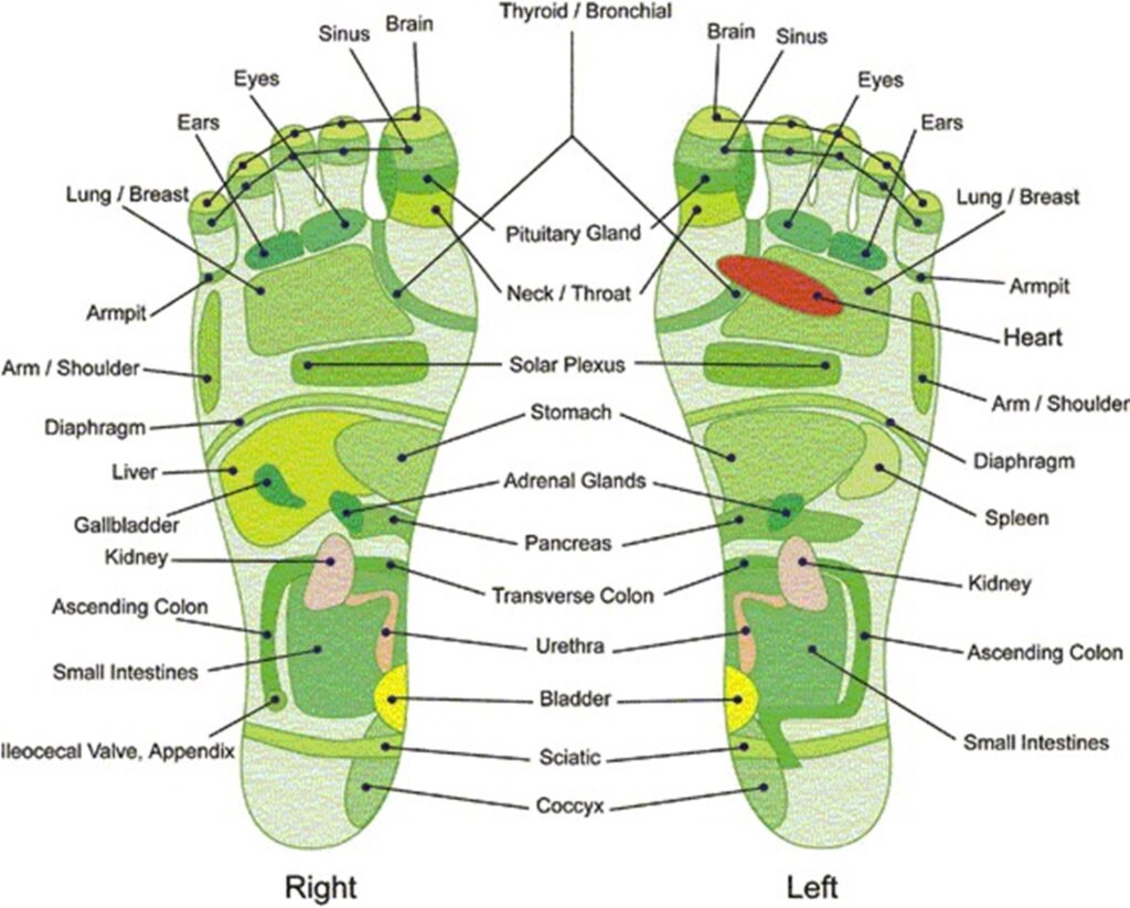 Printable High Resolution Foot Reflexology Chart