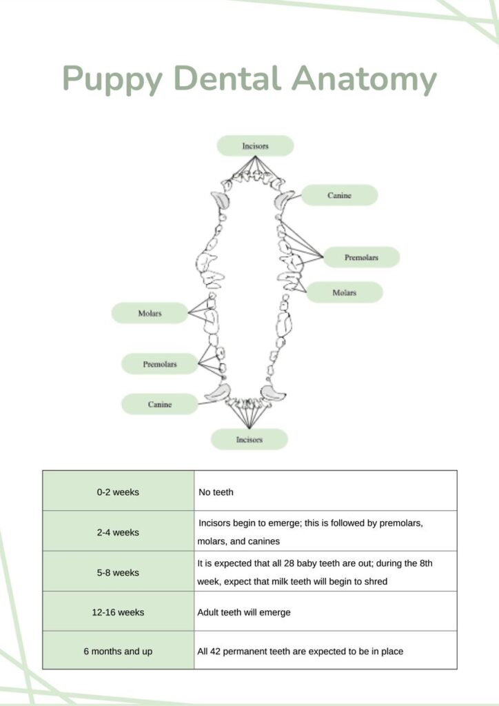 Printable Puppy Teeth Chart