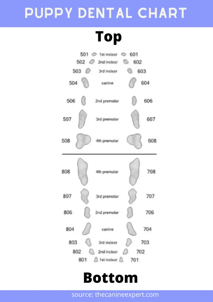 Printable Puppy Teeth Chart Customize And Print