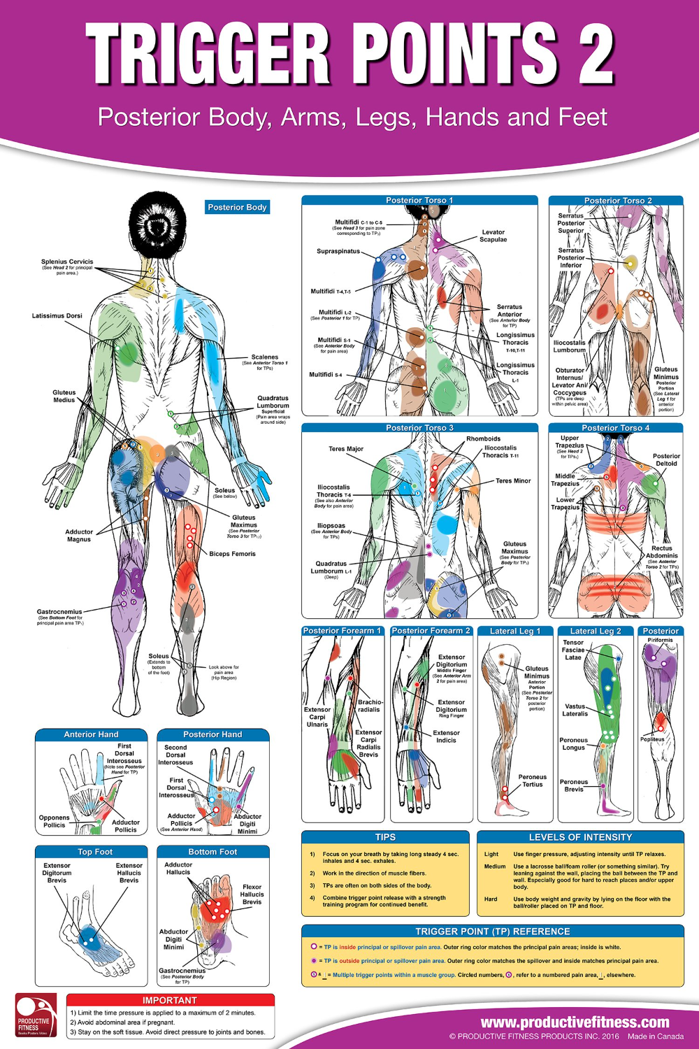 Printable Trigger Points Chart