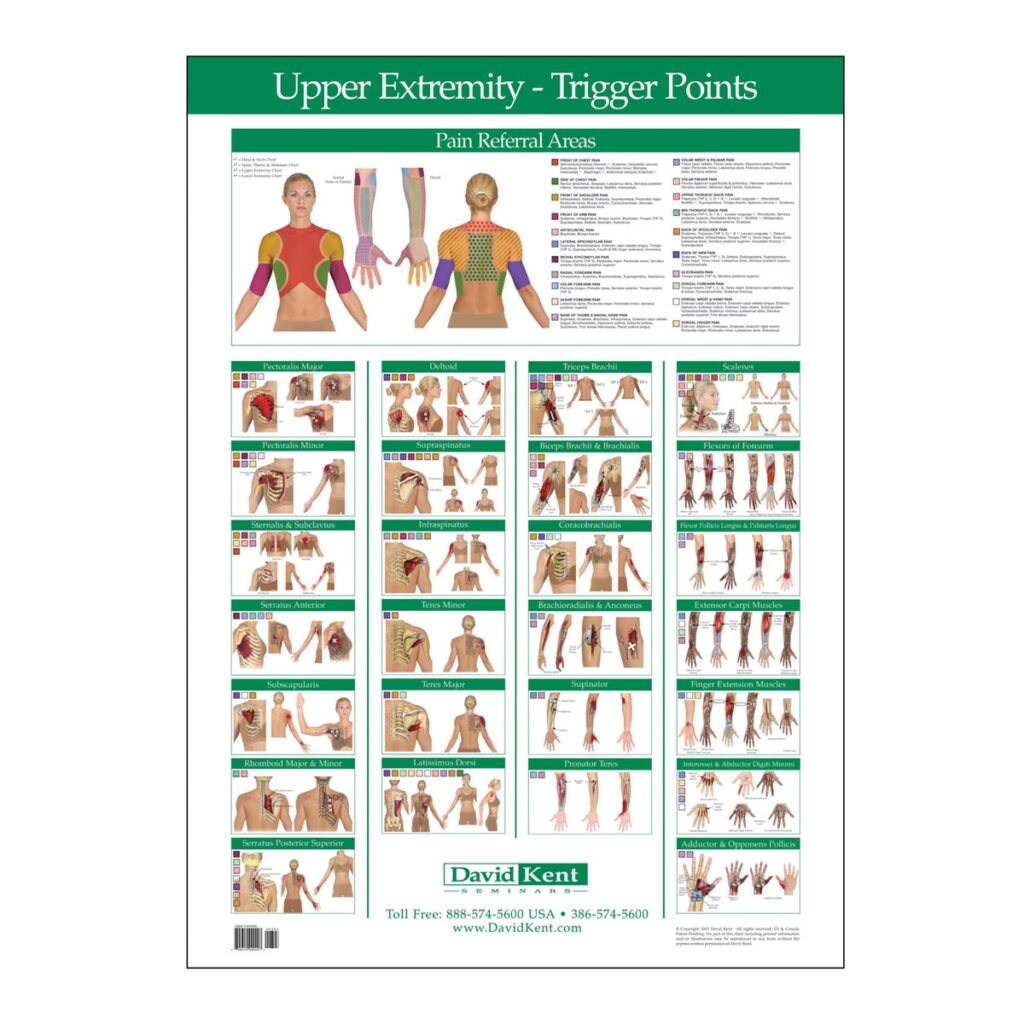 Printable Trigger Points Chart Customize And Print