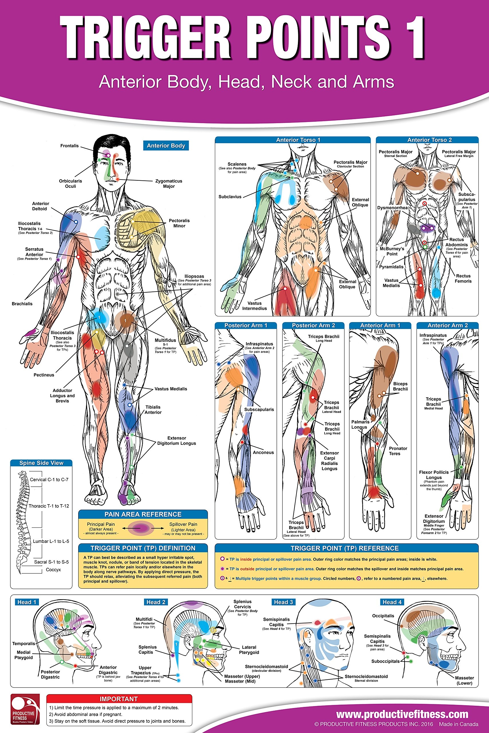 Printable Trigger Points Chart