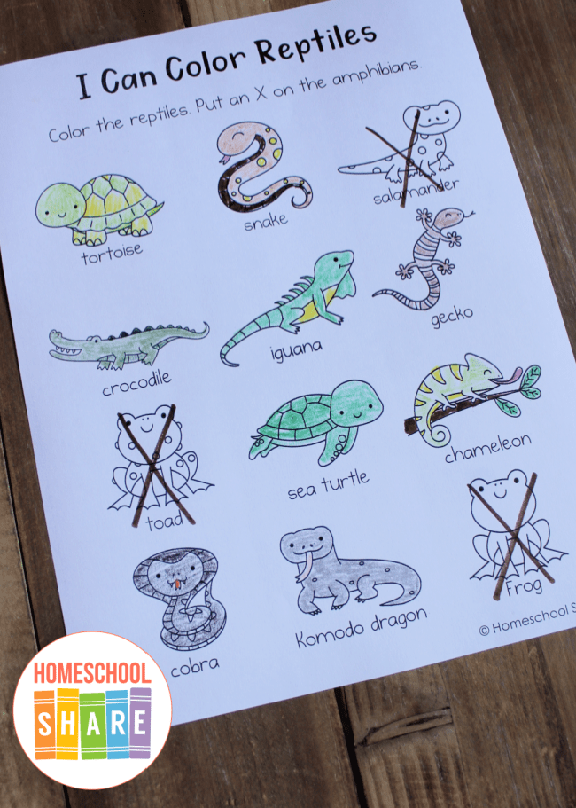Reptile Activity Sheets