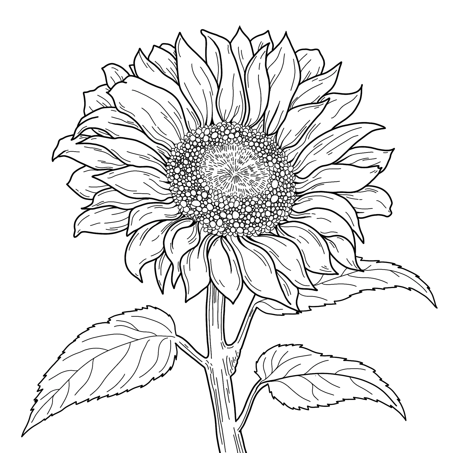 Sunflower Template Wood Burn Corner